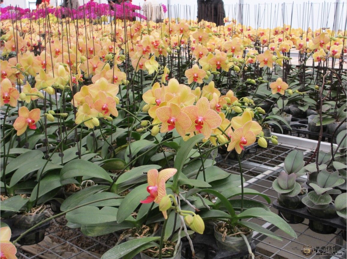 花花10.jpg
