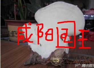 灵芝.jpg
